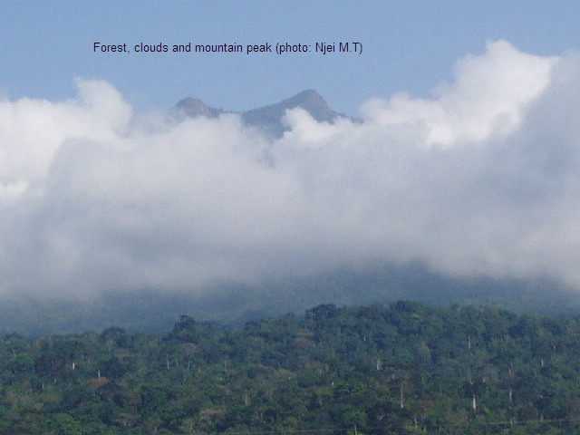 Forest, Clouds and Mountain Peak (Photo: Njei M.T)
